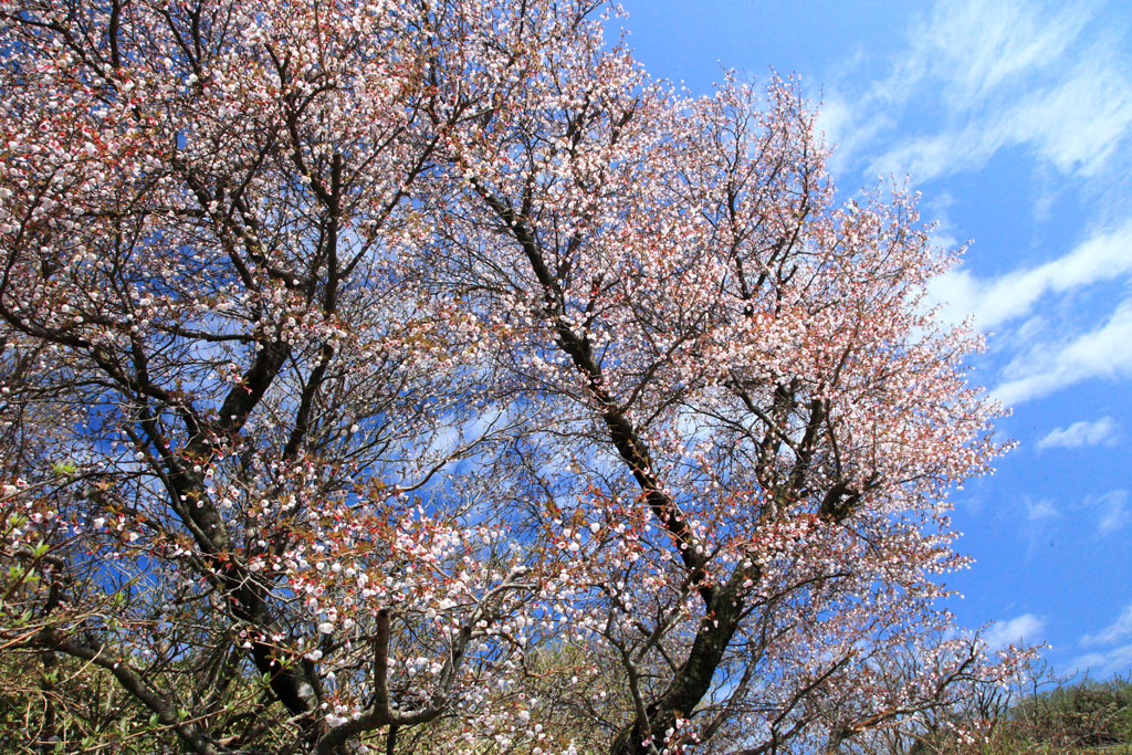 伊豆市「達磨山」マメサクラの大樹