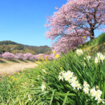 南伊豆町「下賀茂」青空に映える水仙と河津桜