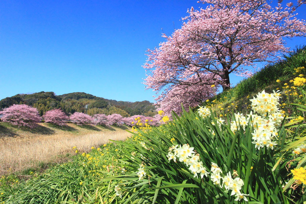 南伊豆町下賀茂「河津桜」水仙と河津桜並木