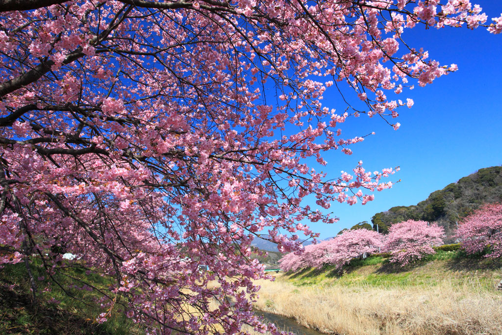 南伊豆町下賀茂「河津桜」「銀の湯会館」側からの河津桜並木