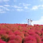 四季の風景「ひたち海浜公園」コキア花風景での前撮り光景