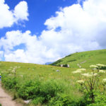 四季の風景「霧ケ峰高原」車山高原のニッコウキスゲ群