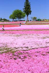「秩父羊山公園の芝桜」見上げる芝桜の花風景