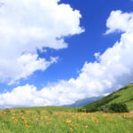 四季の風景「霧ケ峰高原」夏空に映えるニッコウキスゲの花風景