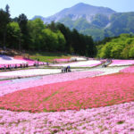 四季の風景「秩父市羊山公園」武甲山と芝桜風景