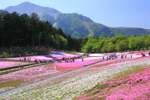 「秩父羊山公園の芝桜」公園中ほどからの光景