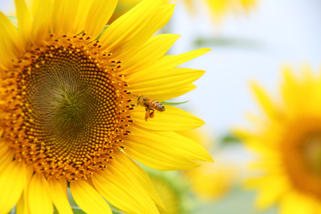座間市「ひまわり祭り」ひまわりを訪問のミツバチ