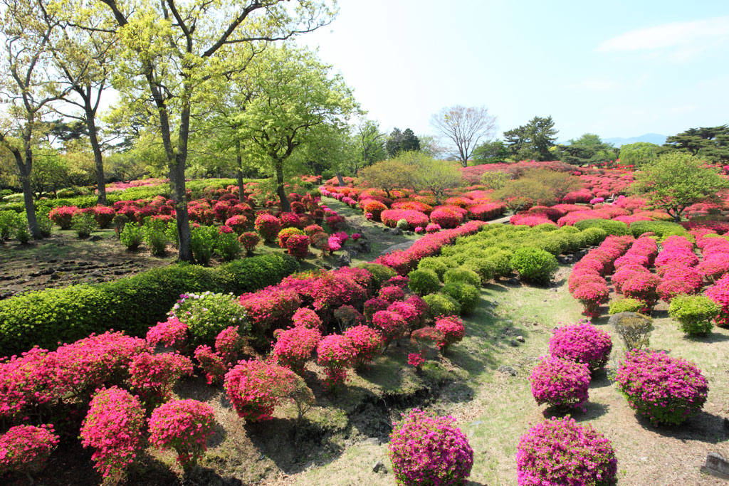 伊東市「小室山」手入れの行き届いたツツジの群生
