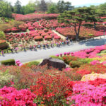 伊東市「小室山」公園を埋めるツツジの花風景