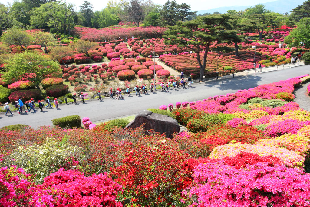 伊東市「小室山」公園内のツツジ群生風景