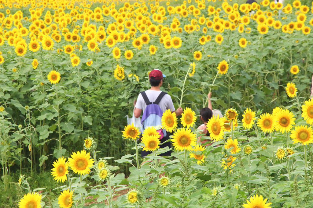 座間市「ひまわり祭り」ひまわり園で遊ぶ親子