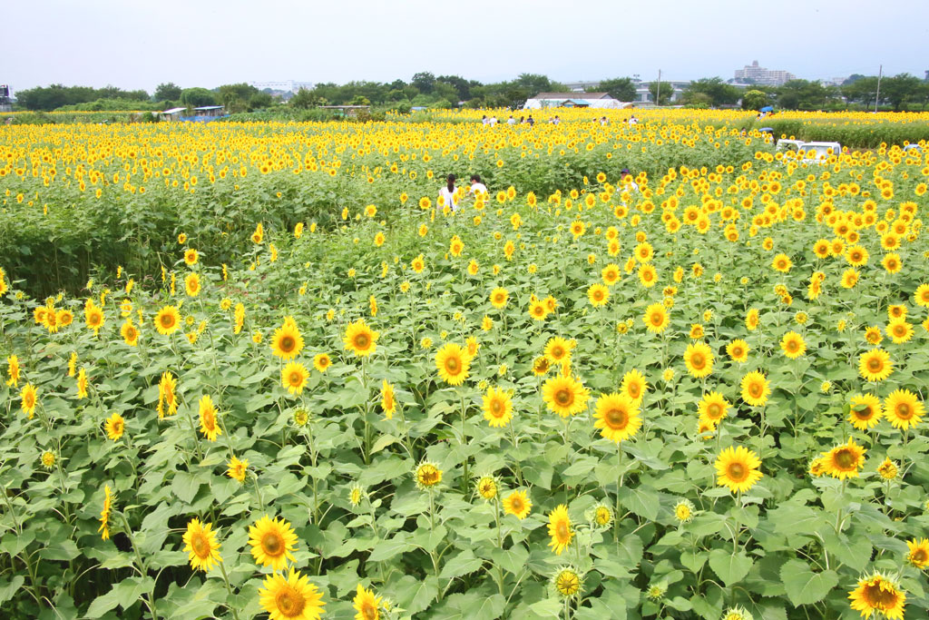 座間市「ひまわり祭り」一面のひまわり園