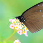四季の風景「蝶と花」アサギマダラ