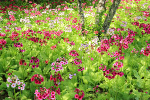 「富士本栖湖リゾートの芝桜」リゾート内のクリンソウ花風景