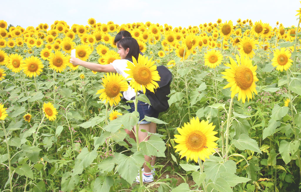 座間市「ひまわり祭り」自撮りの乙女