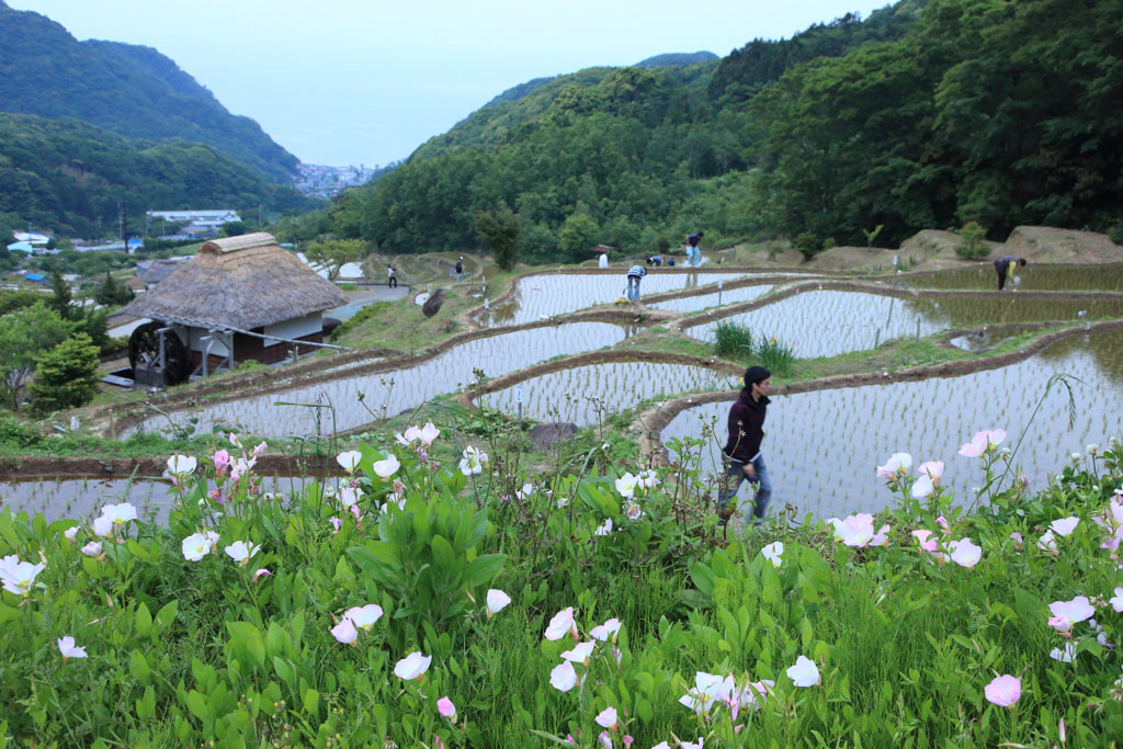 伊豆松崎町「石部の棚田」夕暮れの棚田風景