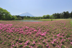 「富士本栖湖リゾートの芝桜」竜神池手前からの富士