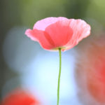 クローズアップ写真「ボケ効果美しい花光景」一輪のポピー