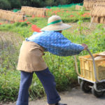 神奈川県「日向薬師」彼岸花畑を歩む老人