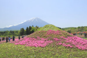 「富士本栖湖リゾートの芝桜」芝桜で造った富士
