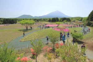 「富士本栖湖リゾートの芝桜」展望台から富士を望む