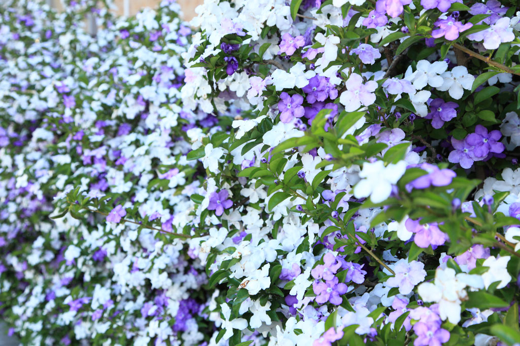 下田市「了仙寺」アメリカジャスミン