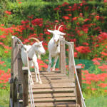 神奈川県「日向薬師」彼岸花の中で遊ぶ山羊