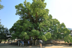 香川県「善通寺」楠（くす）の大樹