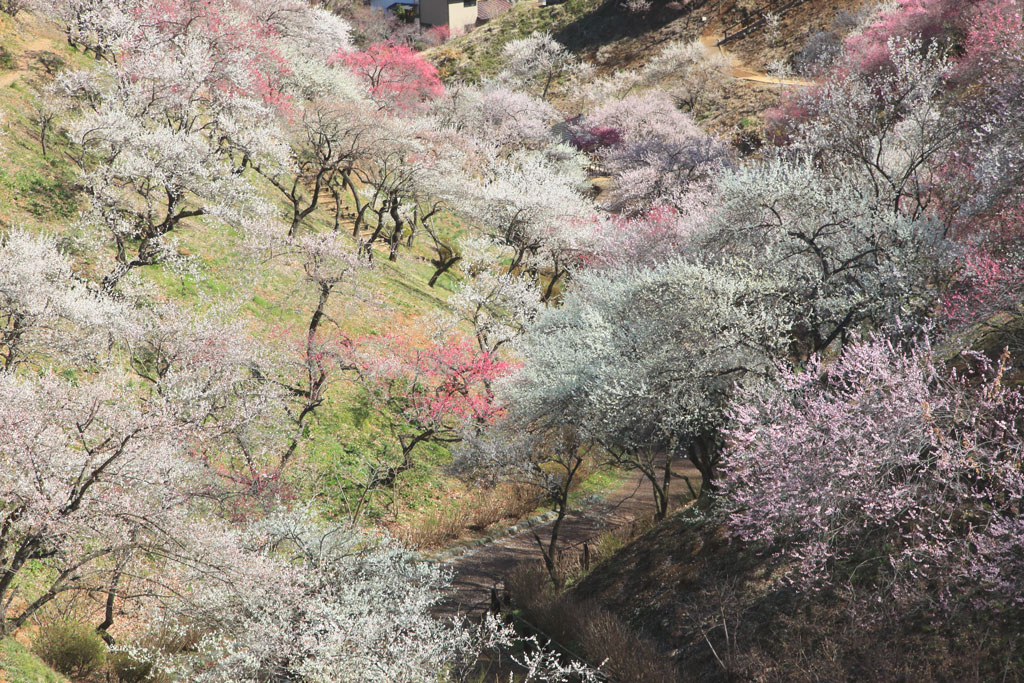青梅市・吉野梅郷「青梅市梅の公園」