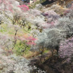 四季の風景「吉野梅郷」山裾を埋める紅白の梅林風景