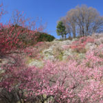 四季の風景「吉野梅郷」斜面に広がる紅白の梅林風景