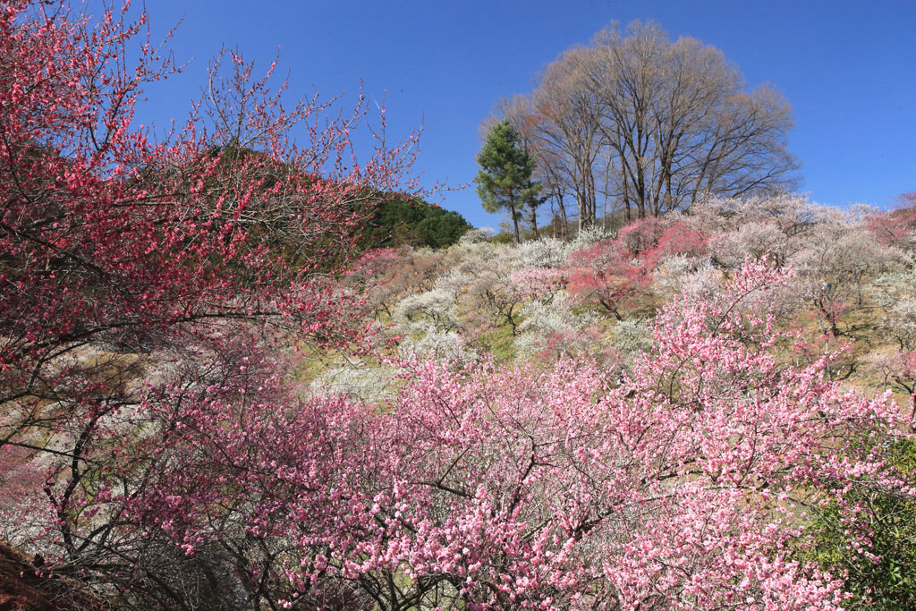 青梅市・吉野梅郷「青梅市梅の公園」