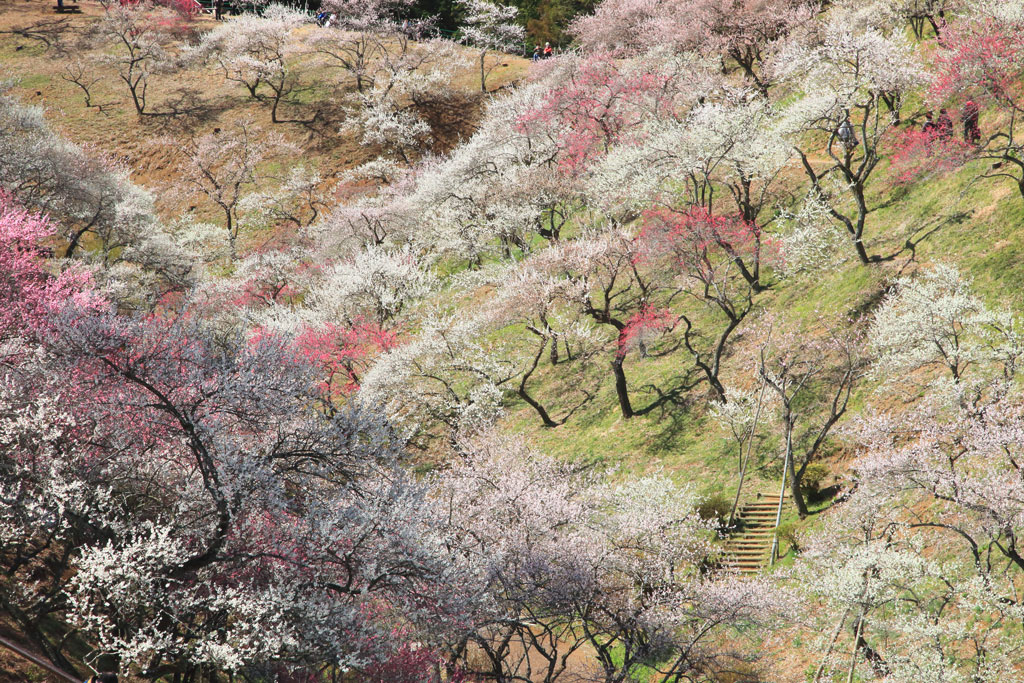 青梅市・吉野梅郷「青梅市梅の公園」