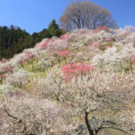四季の風景「吉野梅郷」広大な紅白の梅林風景