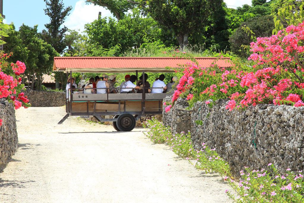 八重山諸島「竹富島」小道を横切る水牛車