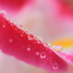 クローズアップ写真「ボケ効果美しい花光景」映える花びらの水滴