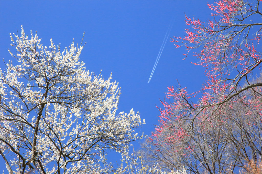 青梅市・吉野梅郷「青梅市梅の公園」