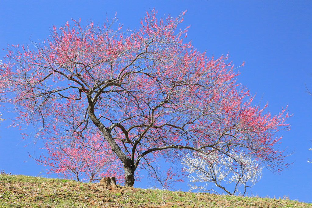 青梅市・吉野梅郷「青梅市梅の公園」紅梅