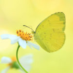 四季の風景「蝶と花」蜜を吸うタイワンキチョウ