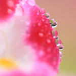 クローズアップ写真「ボケ効果美しい花風景」水滴に映えるアサガオ