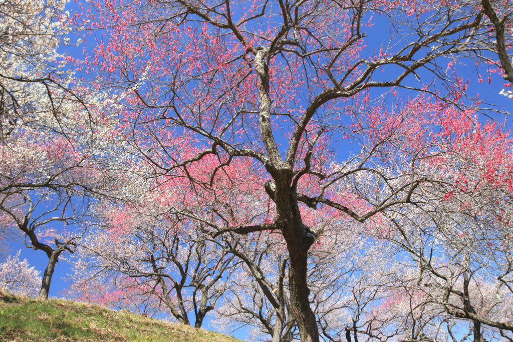青梅市・吉野梅郷「青梅市梅の公園」白梅紅梅