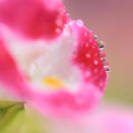 クローズアップ写真「ボケ効果美しい花光景」水滴に映るアサガオ
