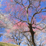 四季の風景「吉野梅郷」紅白の梅林を見上げる