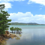 西表島　海岸のマングローブ林の風景
