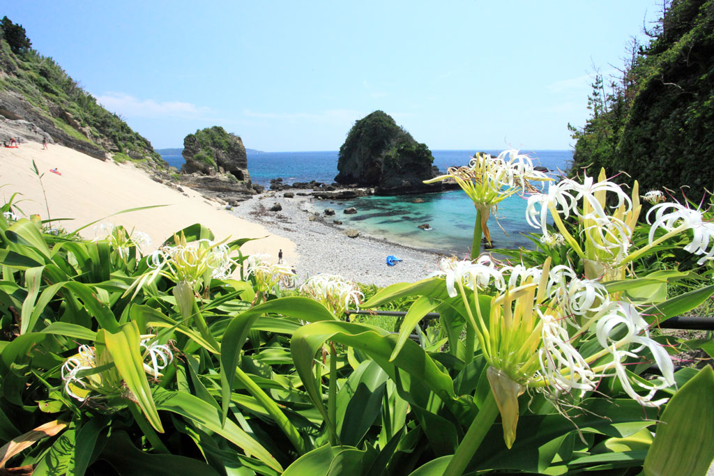 下田市「田牛海岸」ハマユウとサンドスキー場