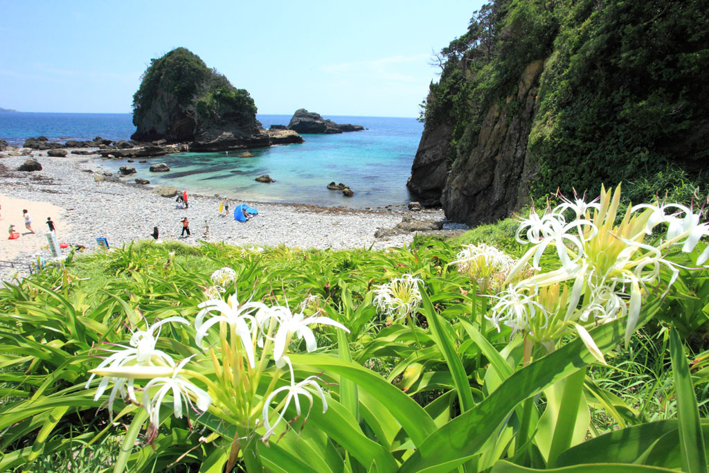 下田市「田牛海岸」ハマユウ越しに海岸を望む