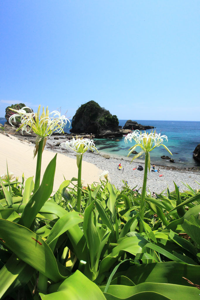 下田市「田牛海岸」ハマユウ