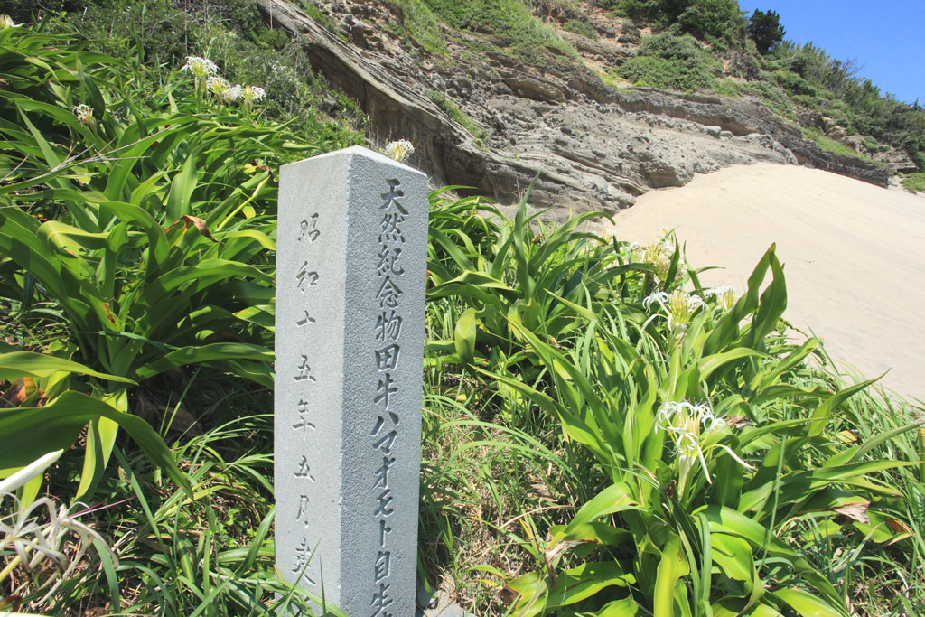 下田市「田牛海岸」天然記念物「ハマオモト」自生地記念碑
