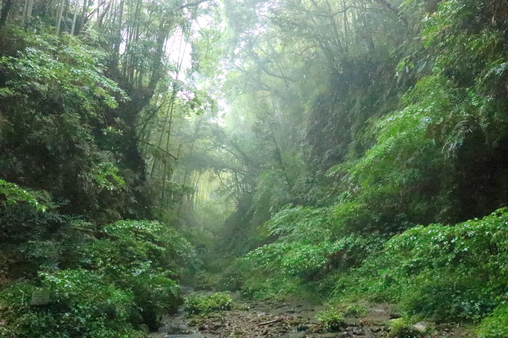 四国周遊「伊尾木道」シダが生息する渓谷