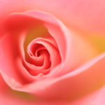 クローズアップ写真「ボケ効果美しい花風景」バラ
